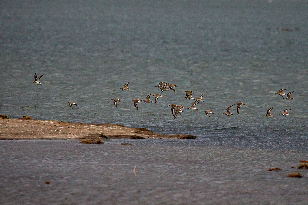 Dunlin